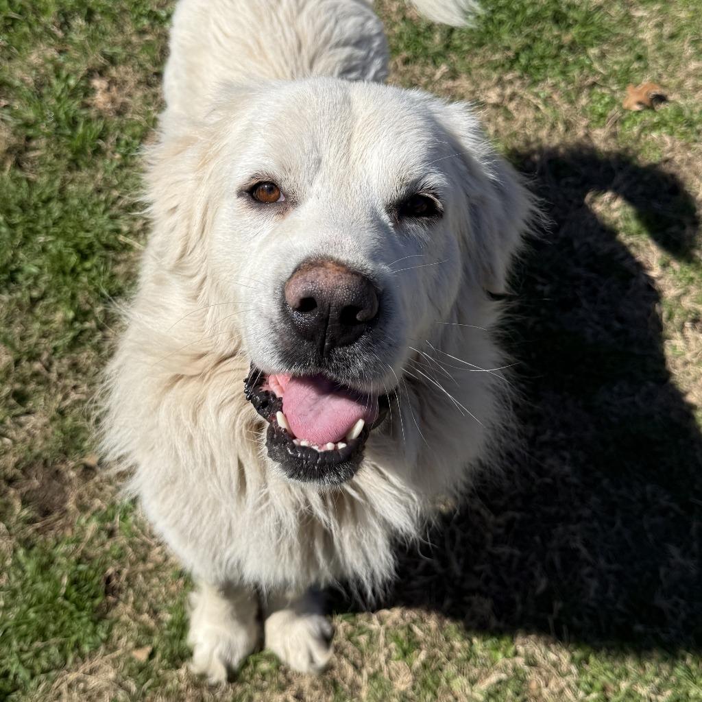 Frosty, a Adoptable Great Pyrenees in Brenham, TX image 3/6