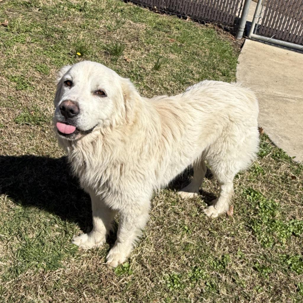 Frosty, a Adoptable Great Pyrenees in Brenham, TX image 4/6