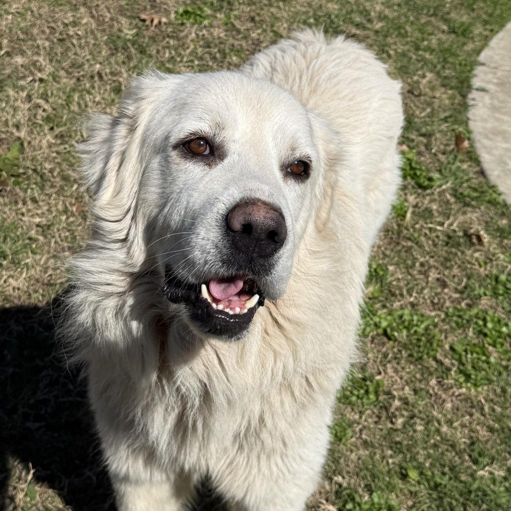 Frosty, a Adoptable Great Pyrenees in Brenham, TX image 5/6