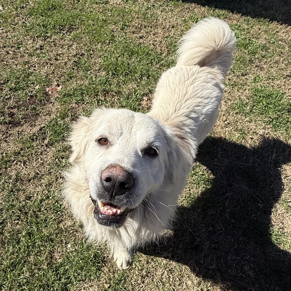 Frosty, a Adoptable Great Pyrenees in Brenham, TX image 6/6