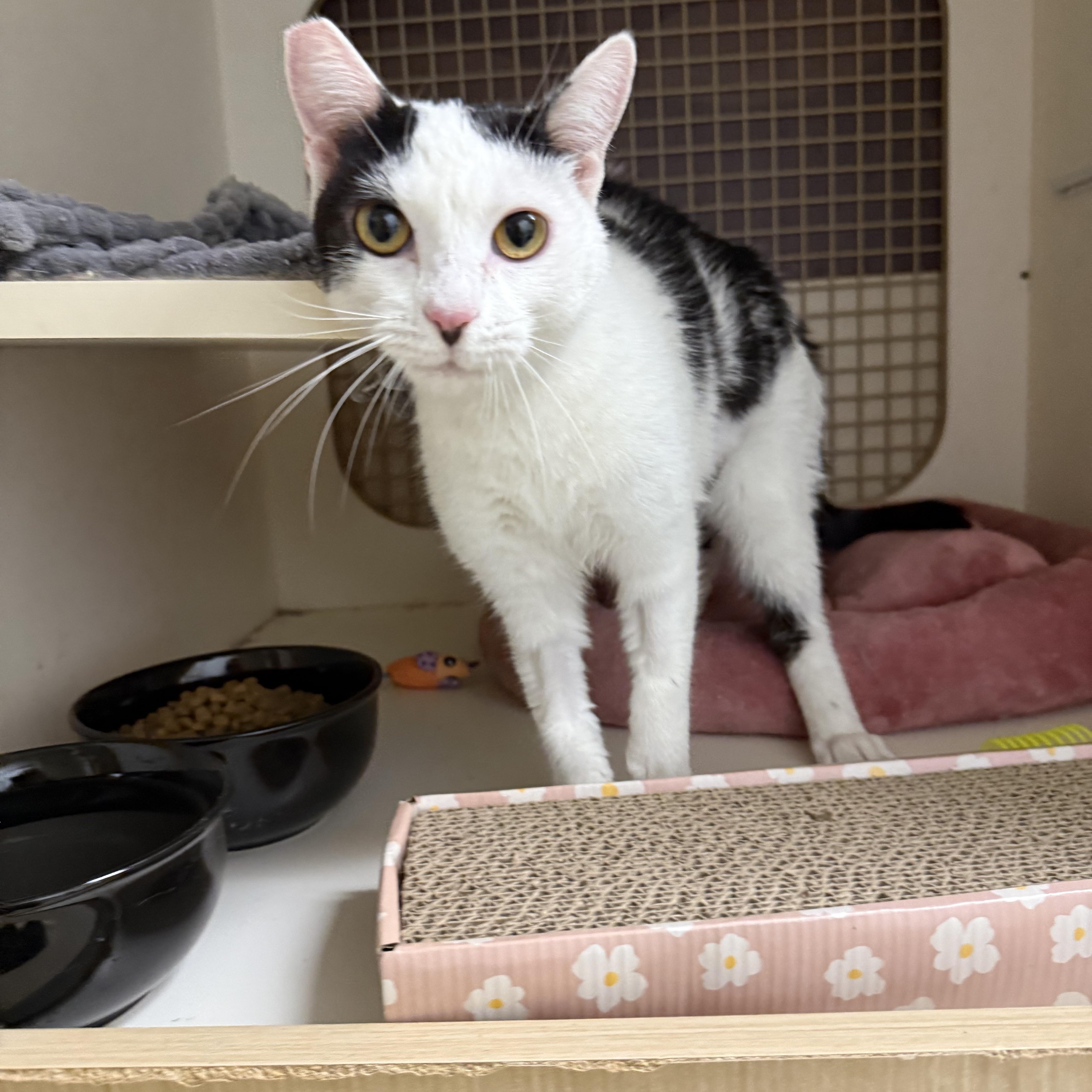 Wee Woo, adoptable, Young Female Tuxedo.