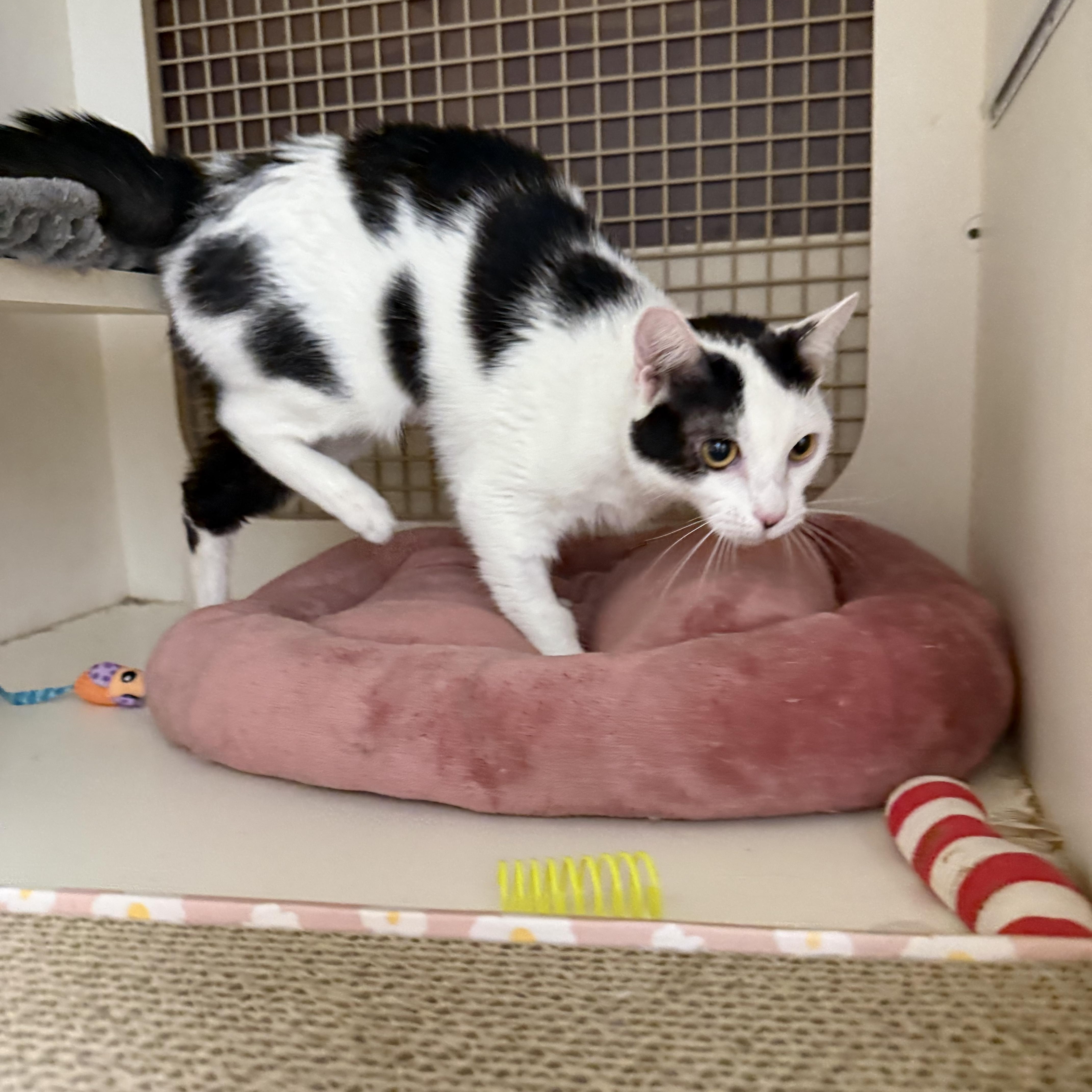 Enlarge Wee Woo, an adoptable Tuxedo in Las Vegas, NV image 2/2