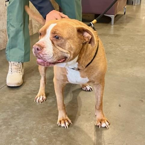 [COURTESY] Georgia, ADOPTABLE, Senior Female Mixed Breed.