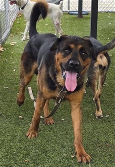 Enlarge AL, a Adoptable mixed breed in Downey, CA image 1/1
