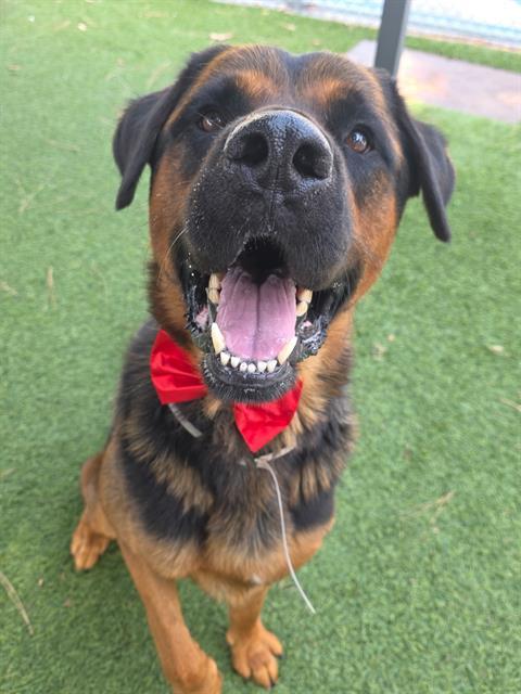AL, Adoptable, Adult Male Rottweiler & Mixed Breed.