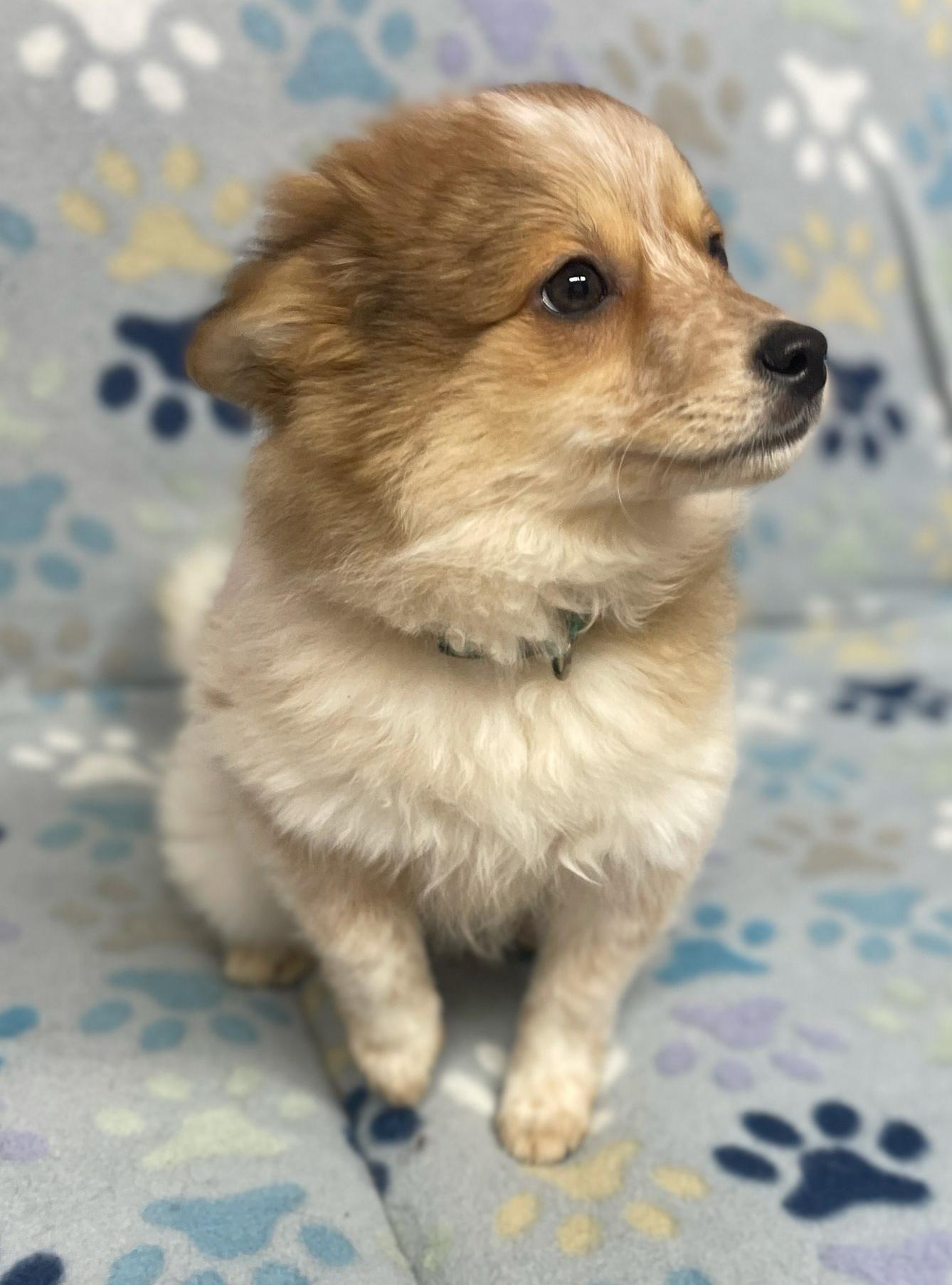 Enlarge Posh Spice, an adopted mixed breed in Neillsville, WI image 6/6