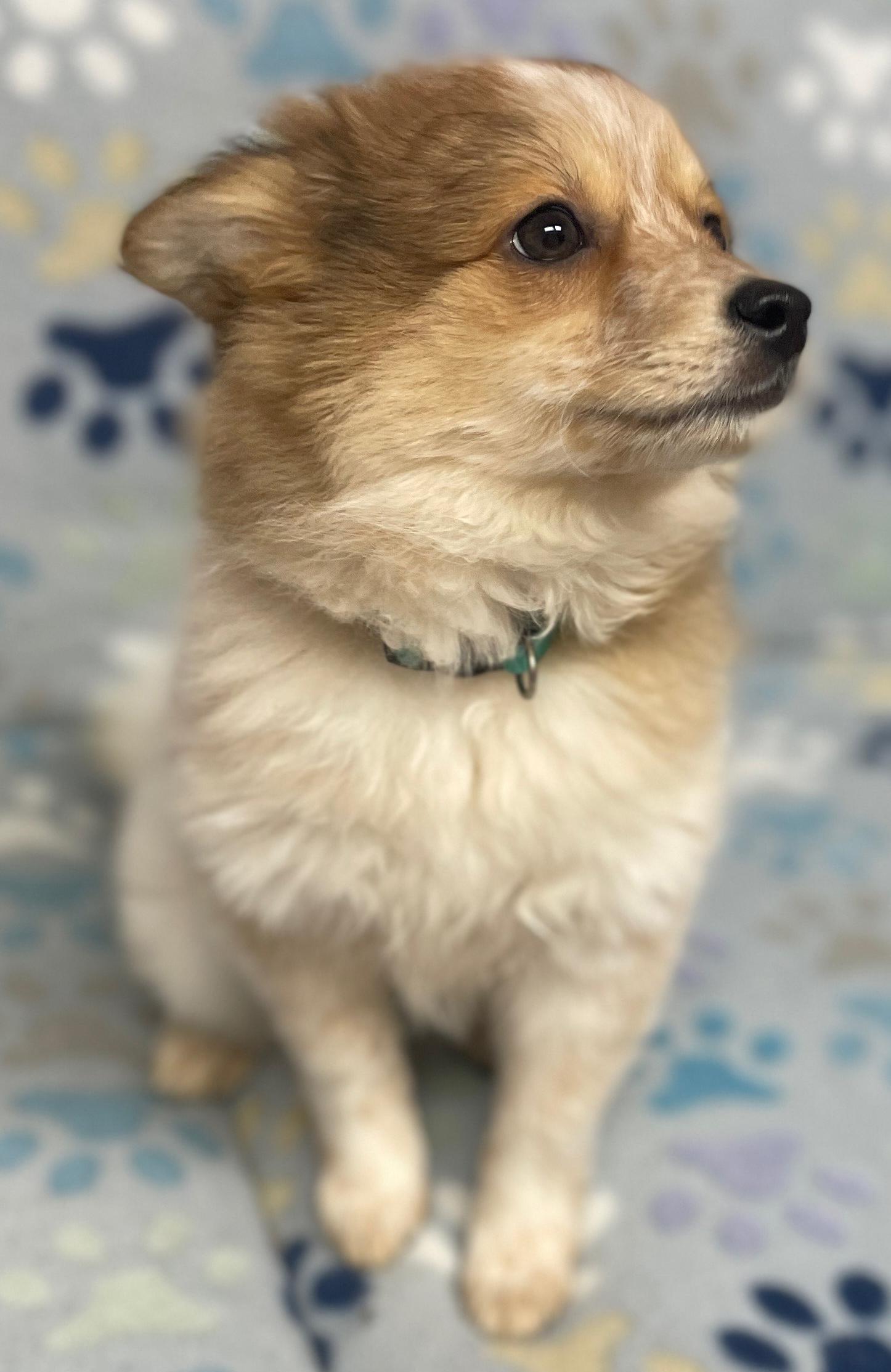 Enlarge Posh Spice, an adopted mixed breed in Neillsville, WI image 4/6