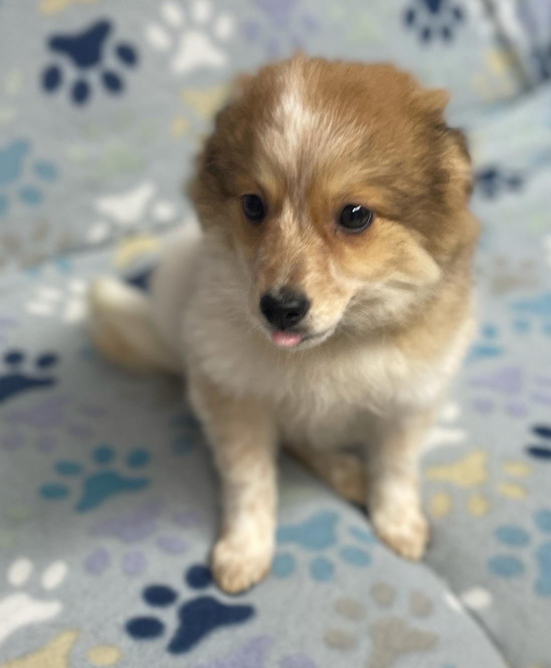 Enlarge Posh Spice, an adopted mixed breed in Neillsville, WI image 5/6