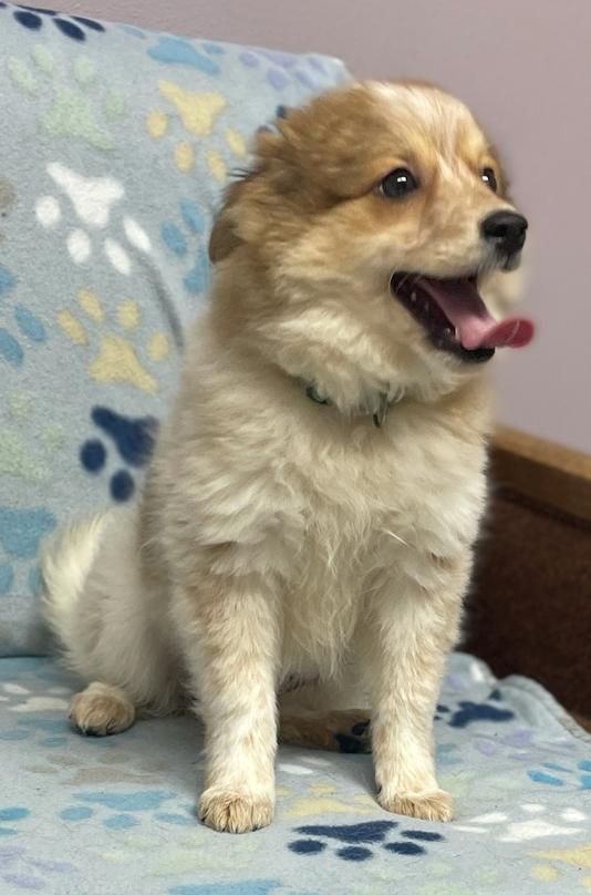 Enlarge Posh Spice, an adopted mixed breed in Neillsville, WI image 2/6