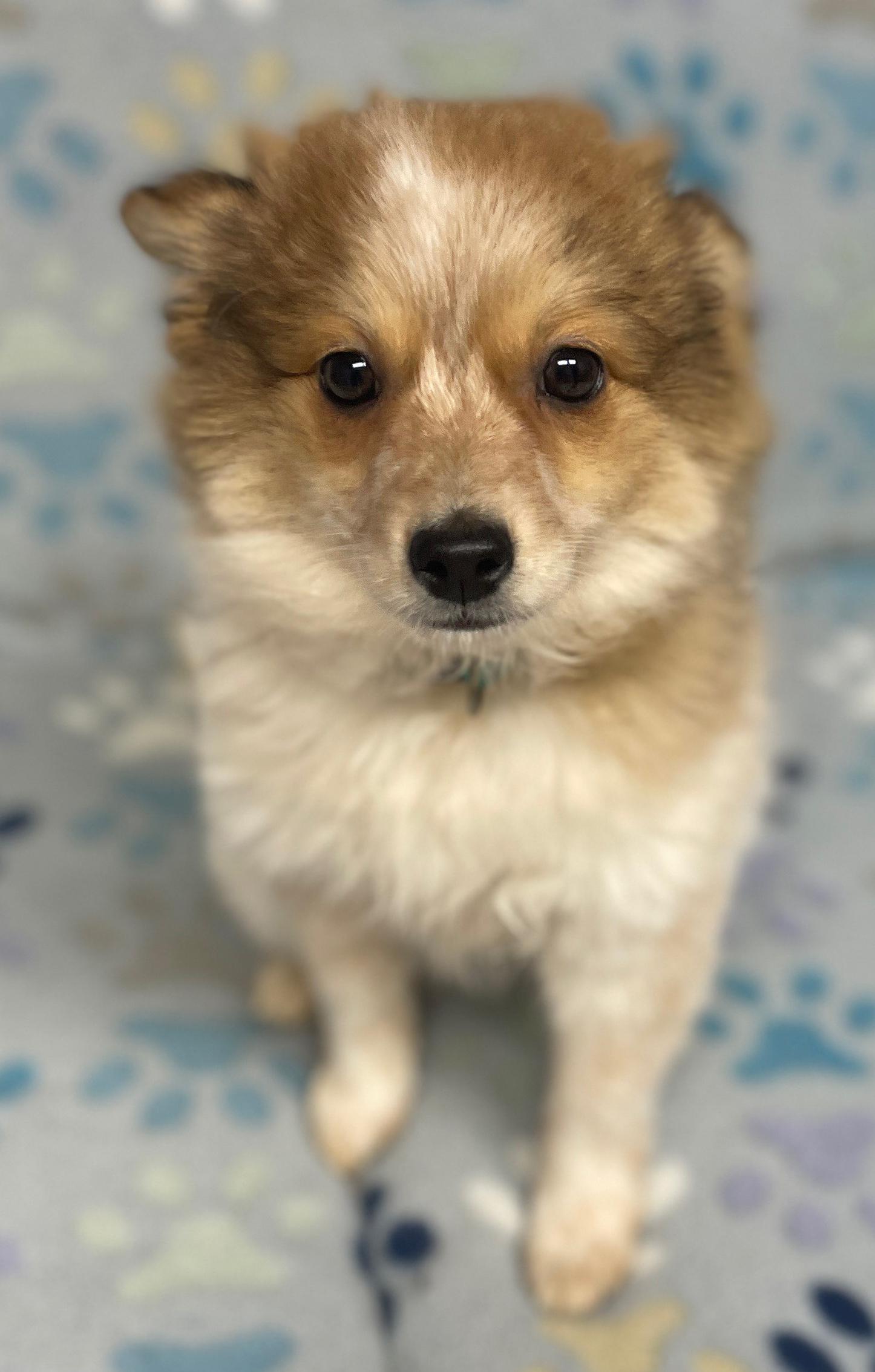 Posh Spice, adopted, Puppy Female Cattle Dog.