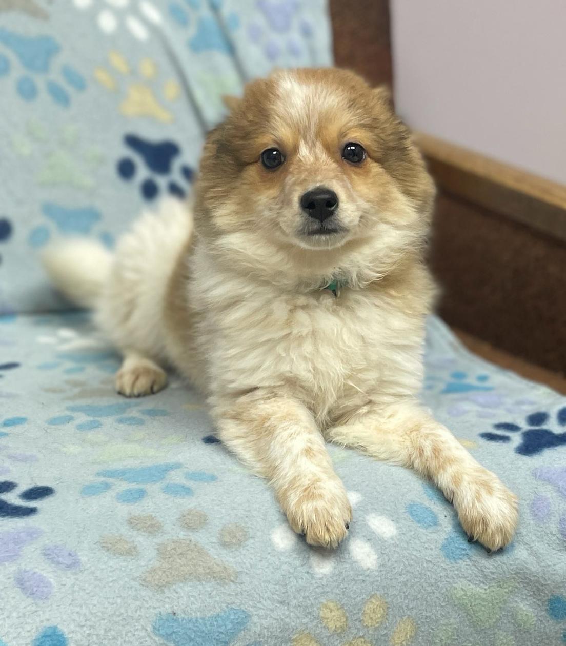 Enlarge Posh Spice, an adopted mixed breed in Neillsville, WI image 3/6