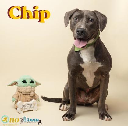 Enlarge Chip, a Adoptable mixed breed in Fairhope, AL image 1/1