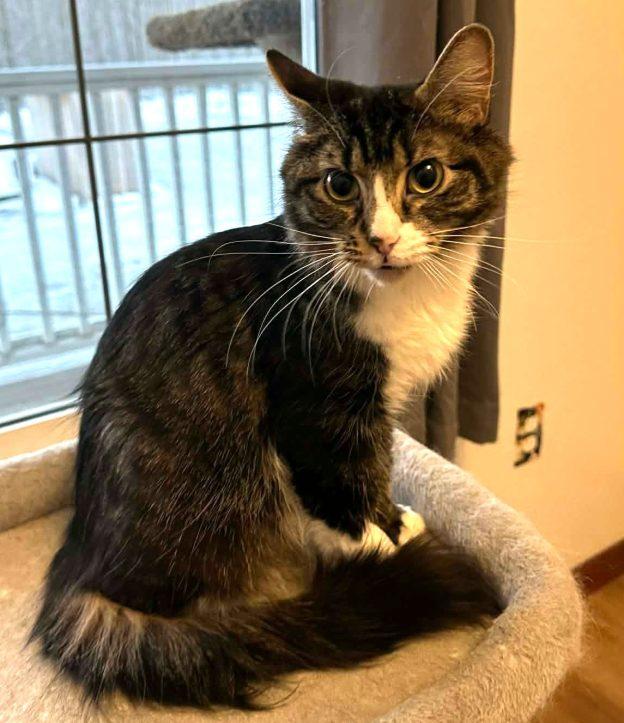 Willow, ADOPTABLE, Young Female Domestic Medium Hair.