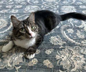 Willow, ADOPTABLE, Young Female Domestic Medium Hair.