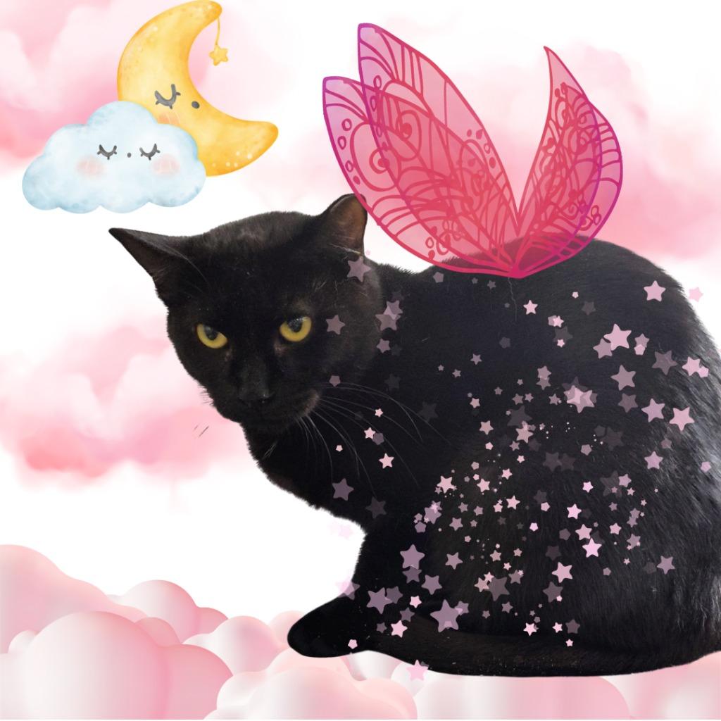 Luna, Adoptable, Young Female Domestic Short Hair.