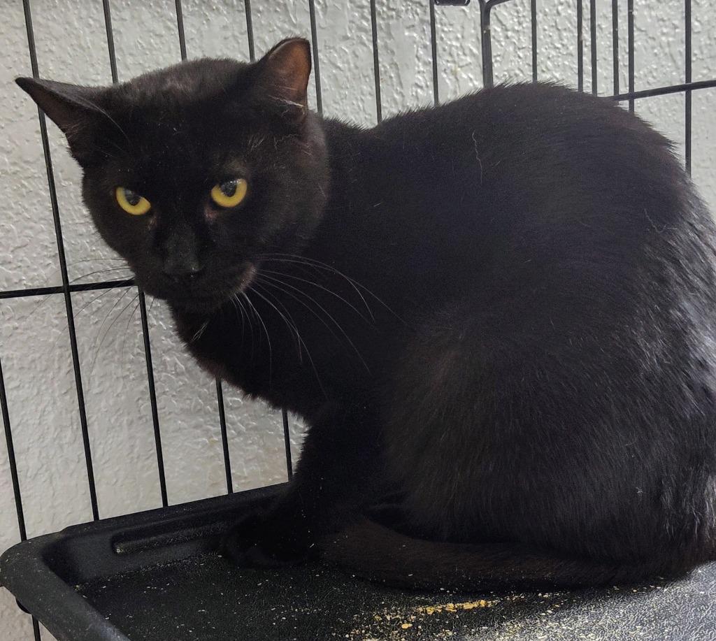 Luna, Adoptable, Young Female Domestic Short Hair.