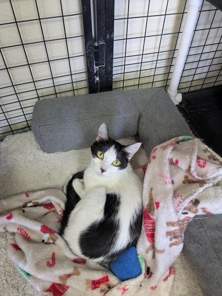 Enlarge Mulan, a Adoptable Domestic Medium Hair in Yuma, AZ image 1/1