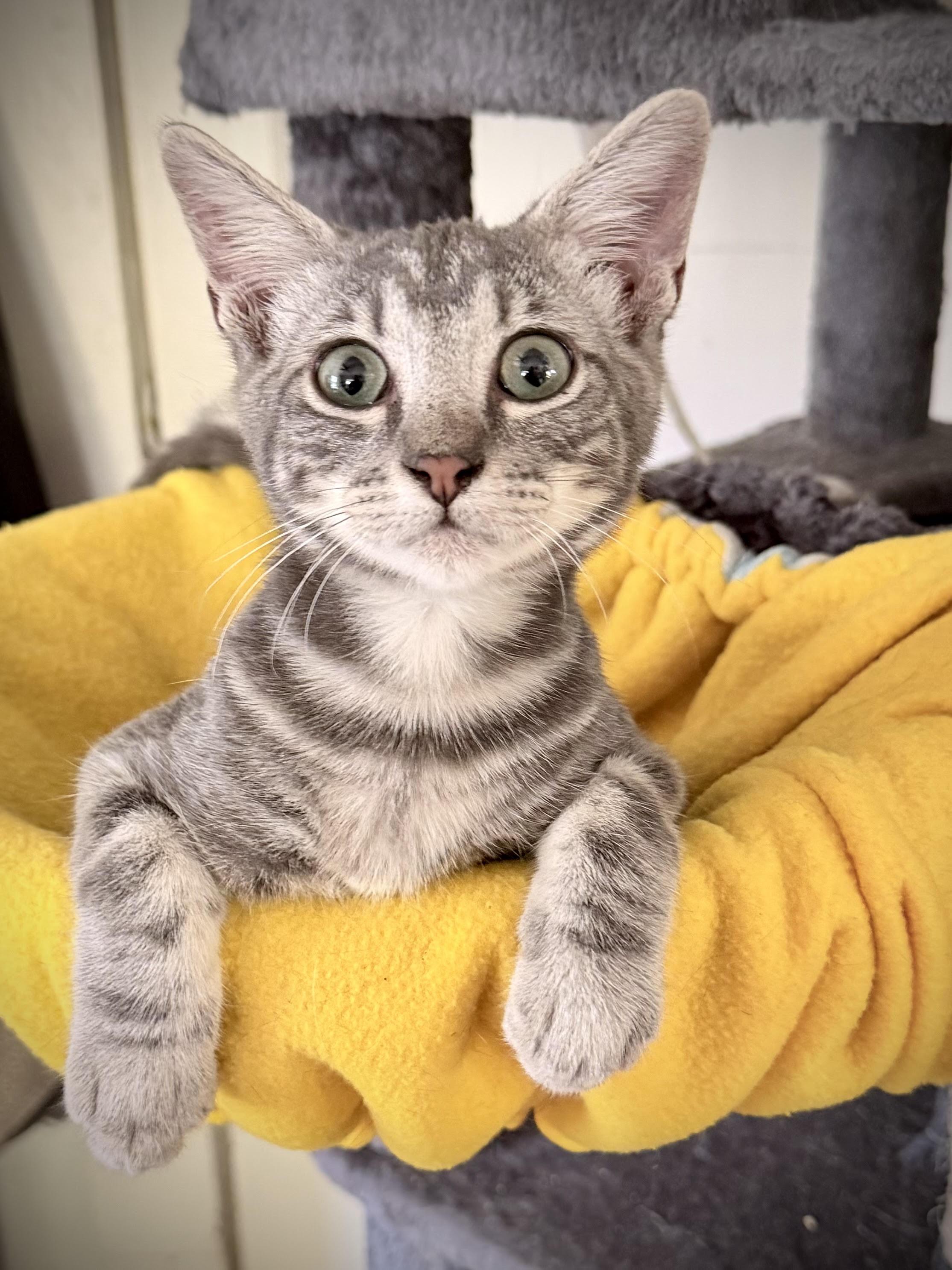 Enlarge Syrus, a Adoptable Domestic Short Hair in Fort Worth, TX image 5/6