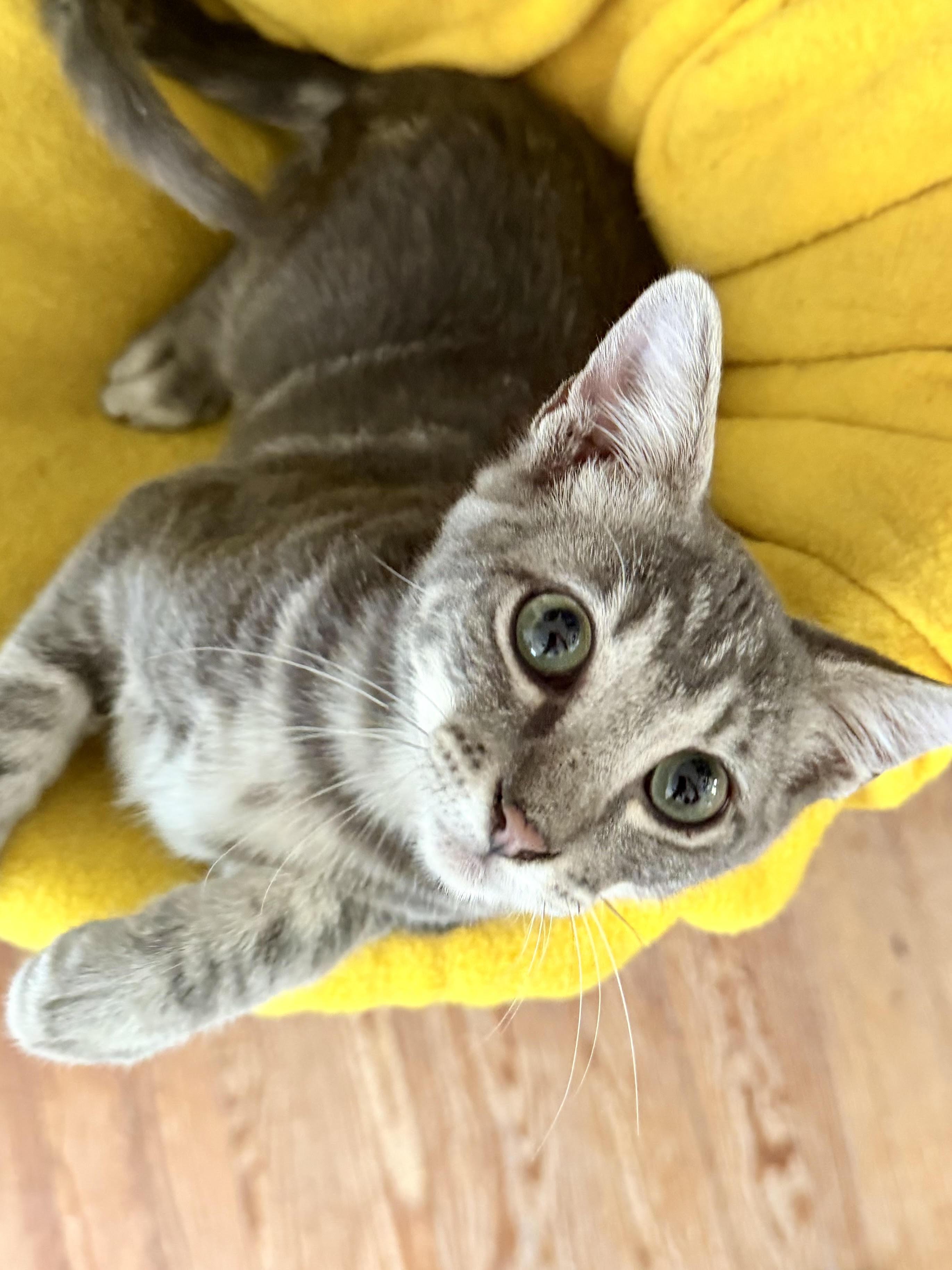 Enlarge Syrus, a Adoptable Domestic Short Hair in Fort Worth, TX image 6/6