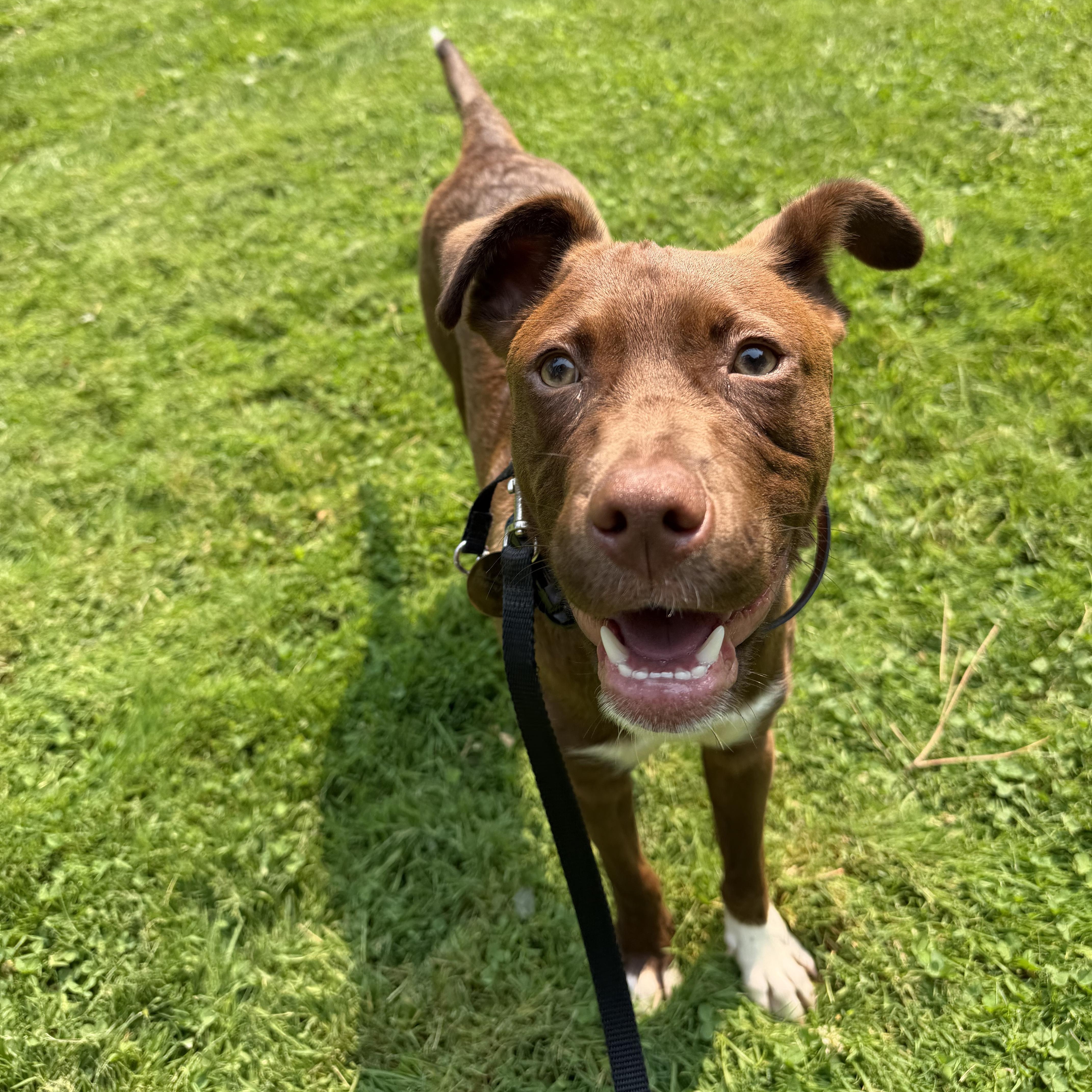 Canyon, Adopted, Young Male Australian Shepherd & American Staffordshire Terrier.