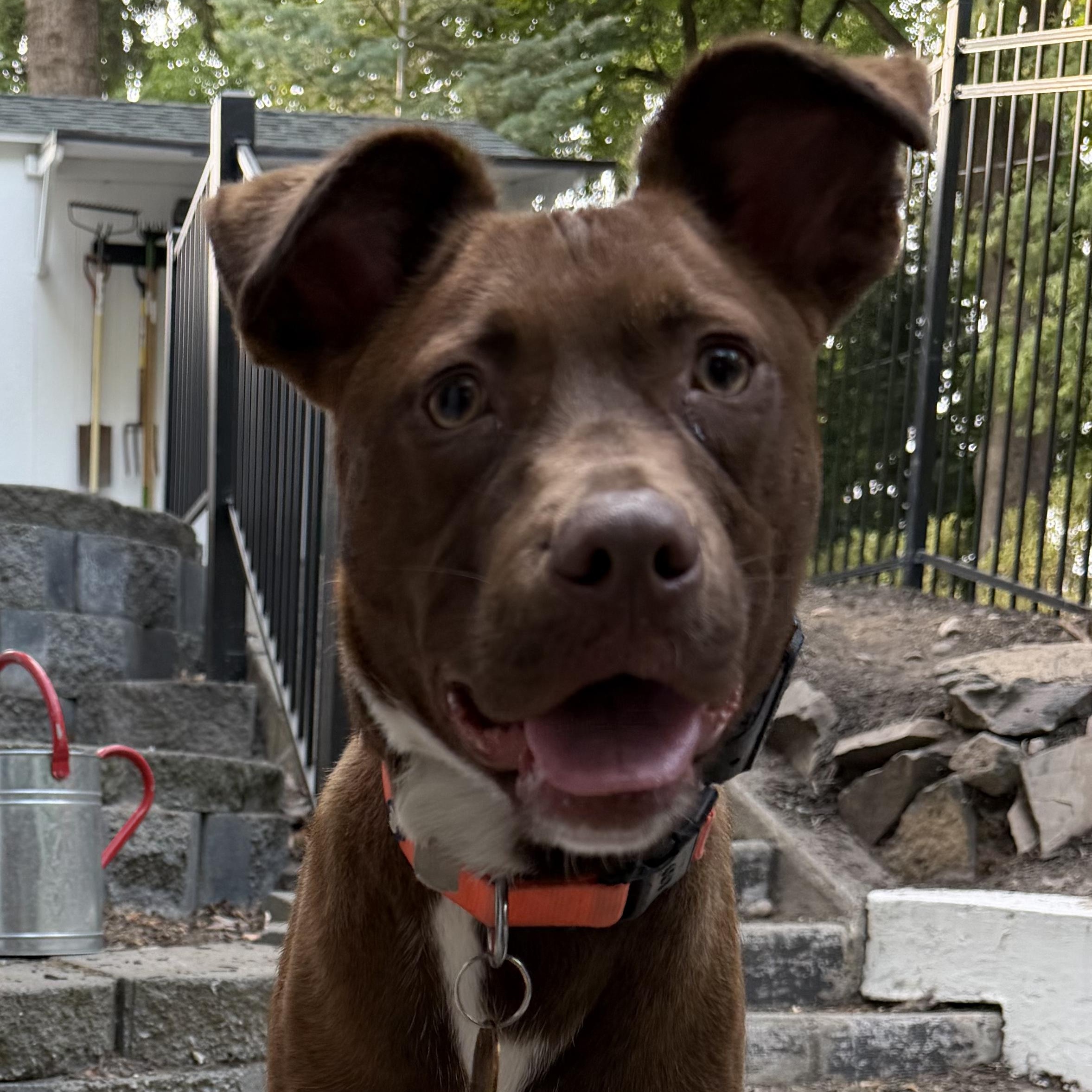 Canyon, ADOPTABLE, Young Male Australian Shepherd & American Staffordshire Terrier.