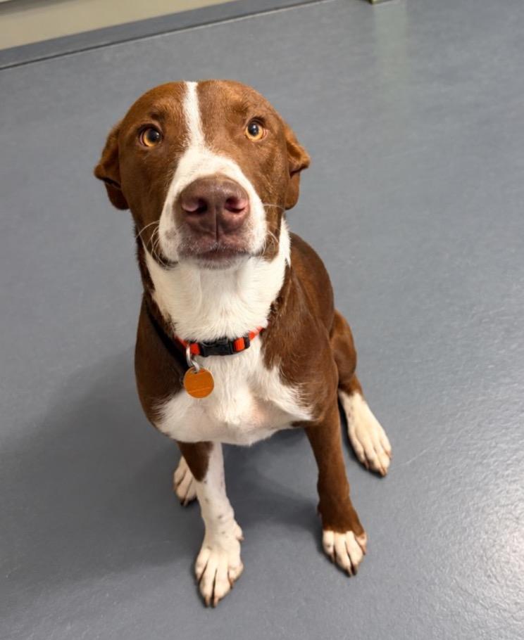 Enlarge Moose, a Adoptable Mixed Breed in Crocker, MO image 1/4