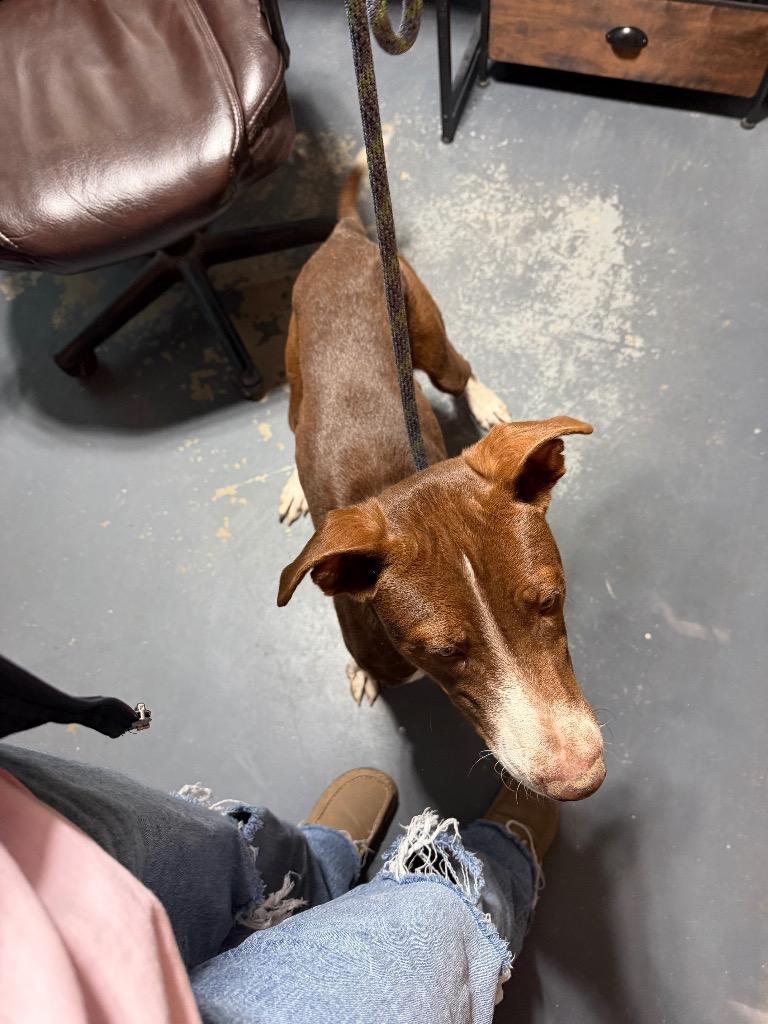 Enlarge Moose, a Adoptable Mixed Breed in Crocker, MO image 2/4