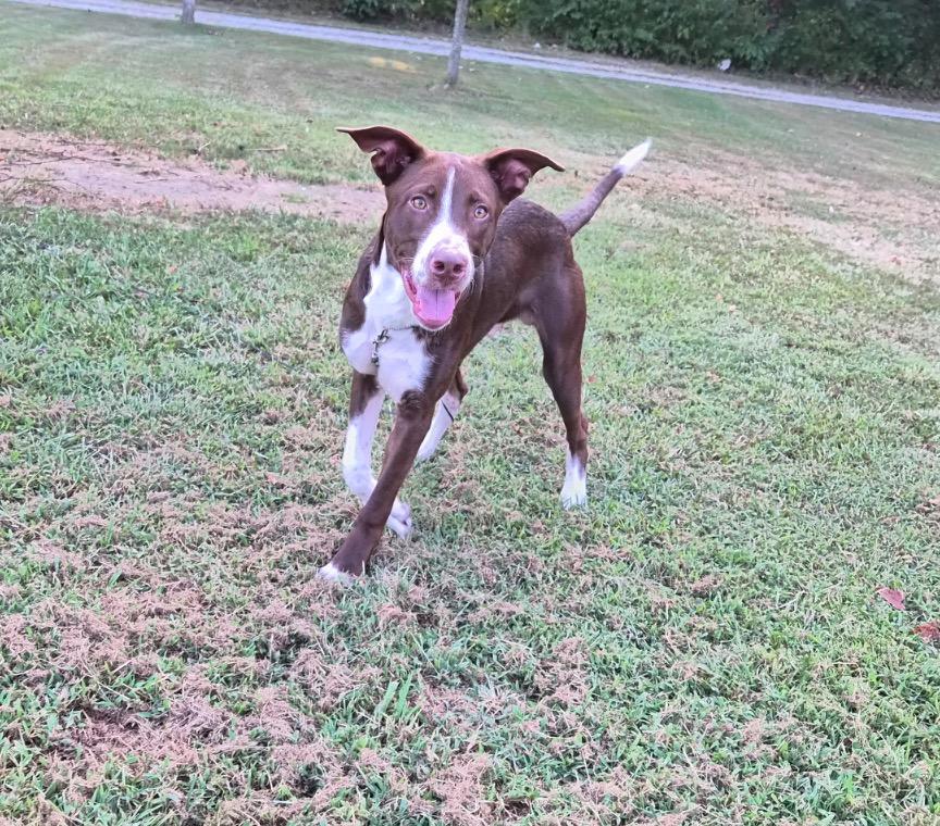 Enlarge Moose, a Adoptable Mixed Breed in Crocker, MO image 3/4