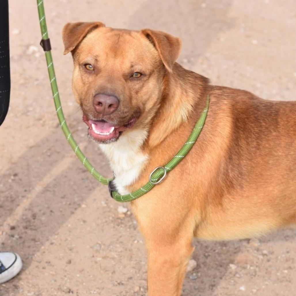 Bernie, a Adoptable mixed breed in Syracuse, NY image 2/5