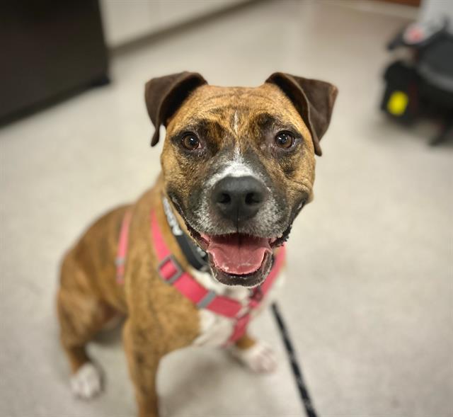 TIGER, Adoptable, Adult Male Pit Bull Terrier.