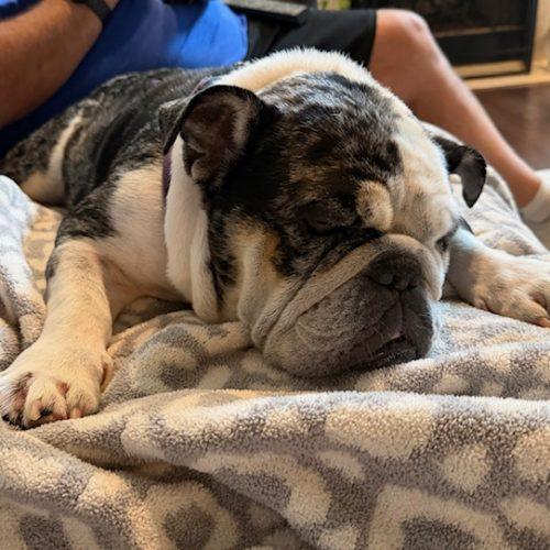 Mochi, a Adoptable English Bulldog in Chicago, IL image 1/6