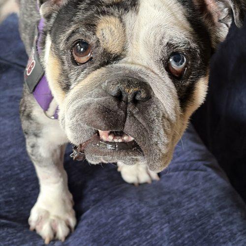 Mochi, a Adoptable English Bulldog in Chicago, IL image 2/6