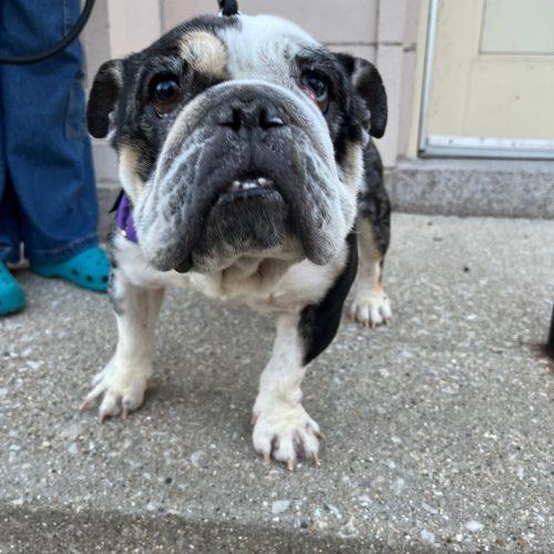 Mochi, a Adoptable English Bulldog in Chicago, IL image 3/6