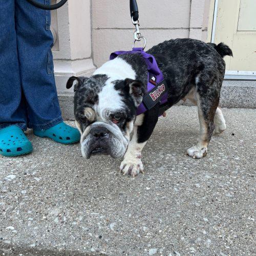 Mochi, a Adoptable English Bulldog in Chicago, IL image 4/6