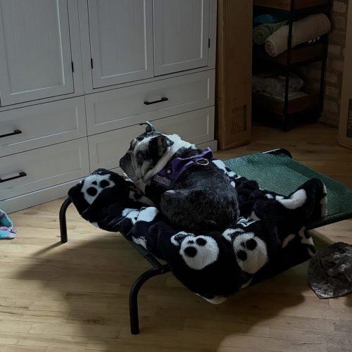 Mochi, a Adoptable English Bulldog in Chicago, IL image 5/6