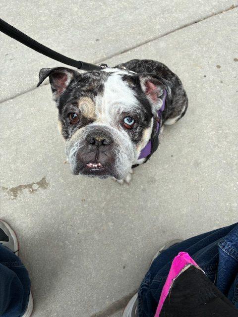 Mochi, a Adoptable English Bulldog in Chicago, IL image 6/6