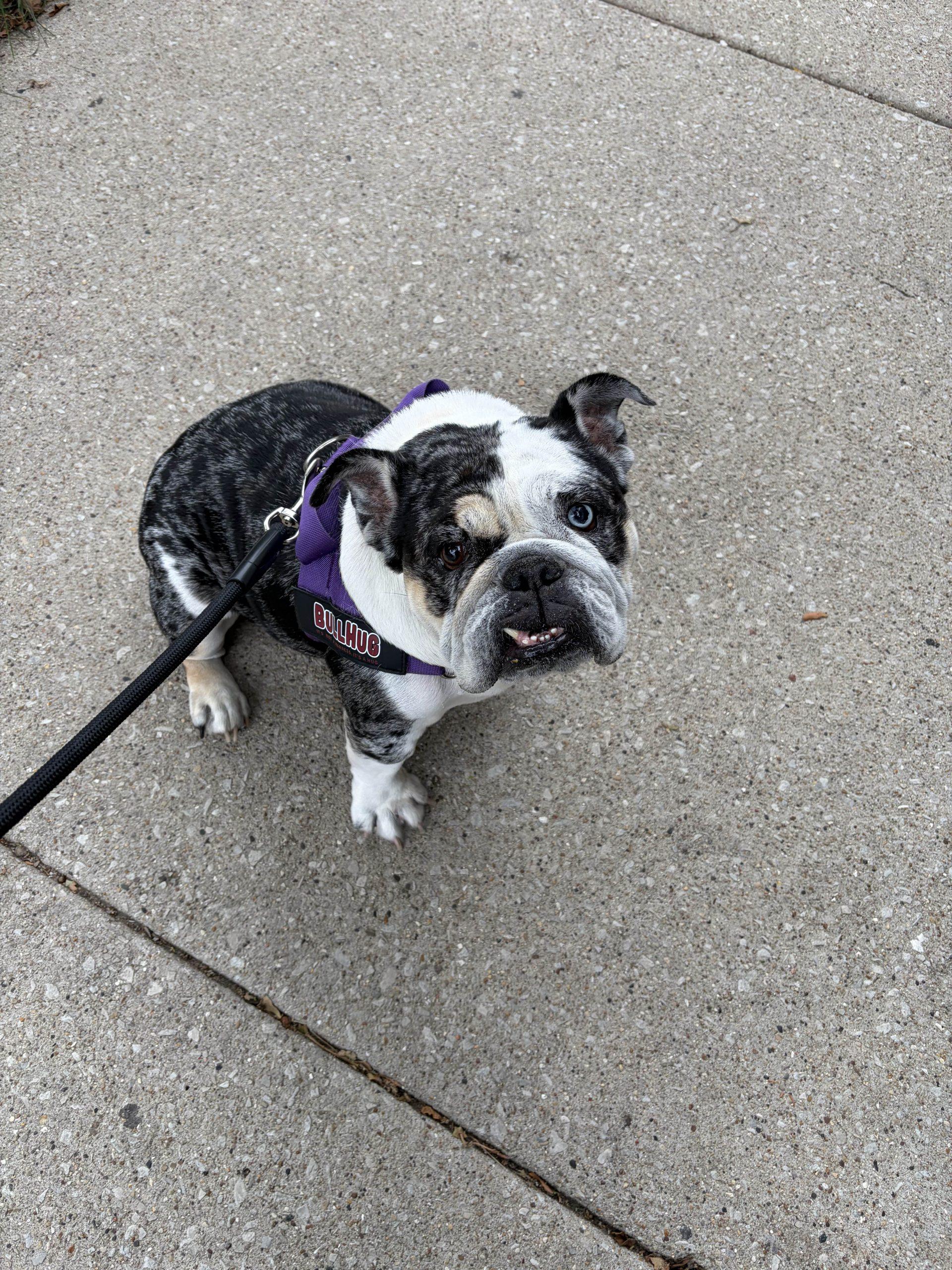 Enlarge Mochi, a Adoptable English Bulldog in Chicago, IL image 6/6