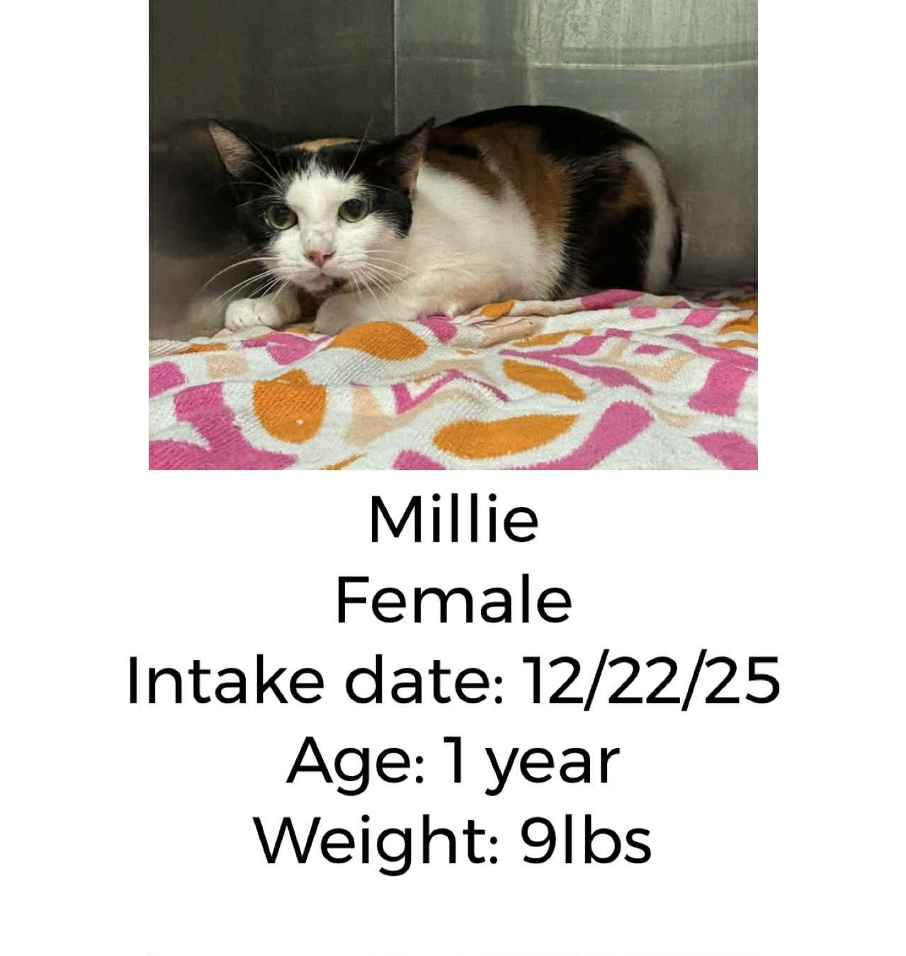 Enlarge Millie, a ADOPTABLE Calico in Staffordsville, KY image 1/1