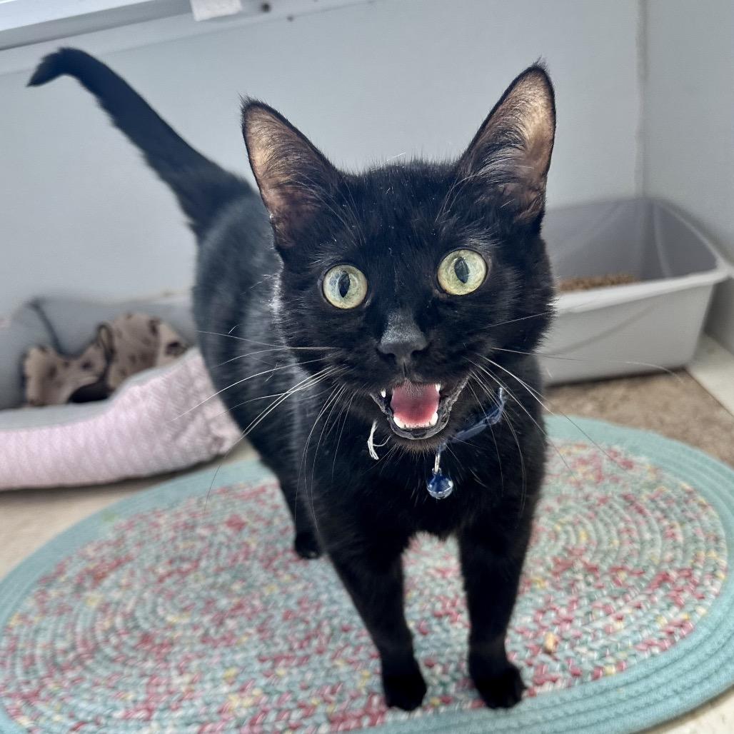 Jasmine C4, a Adoptable Domestic Short Hair in Union, MO image 1/2