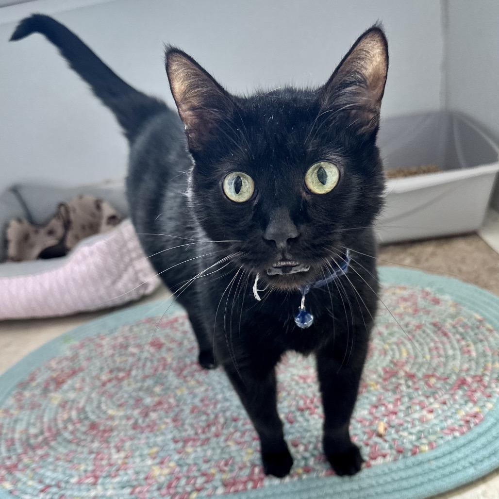 Jasmine C4, a Adoptable Domestic Short Hair in Union, MO image 2/2