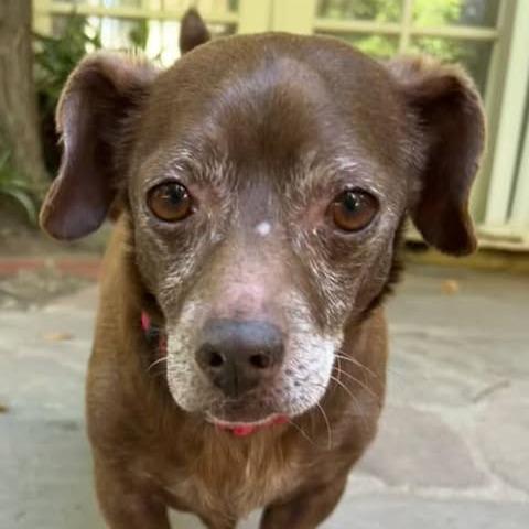*** Hershey, Adoptable, Senior Male Chihuahua & Dachshund.