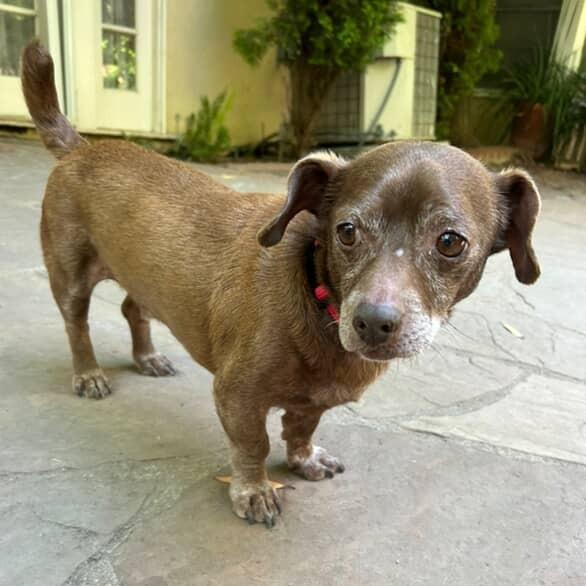 *** Hershey, a Adoptable mixed breed in Bulverde, TX image 2/2