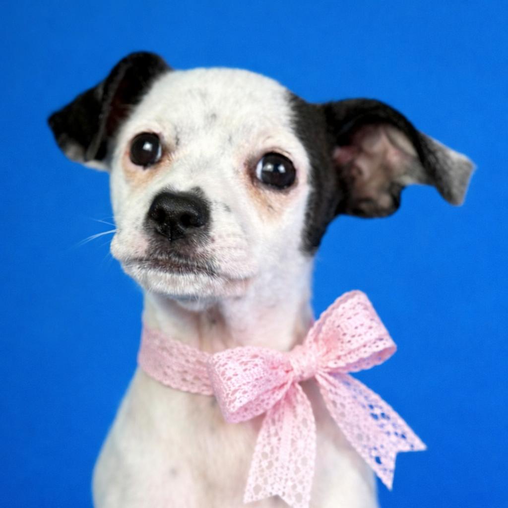 Crystal - my mom is Icelyn and she is only 11 lbs., Adoptable, Puppy Female Chihuahua.