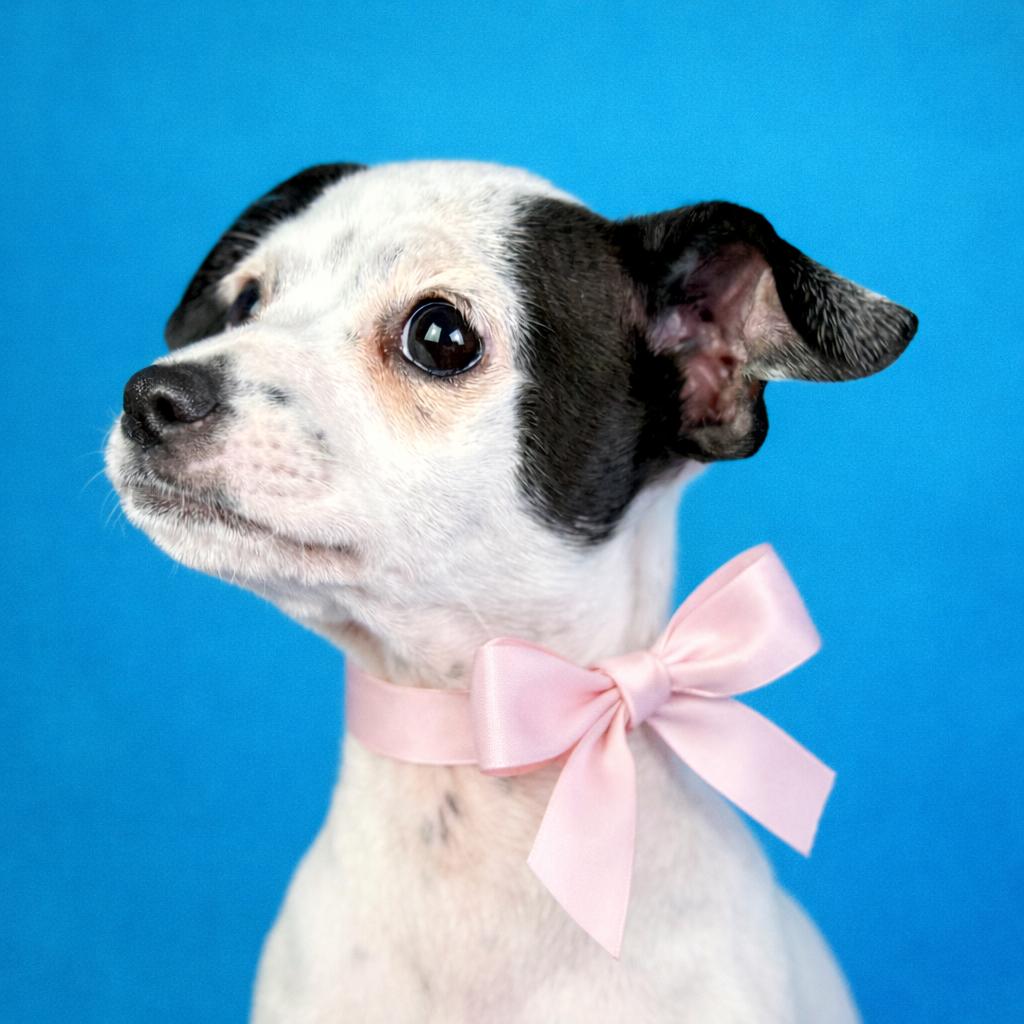 Crystal - my mom is Icelyn and she is only 11 lbs., a Adoptable Chihuahua in Austin, TX image 2/4