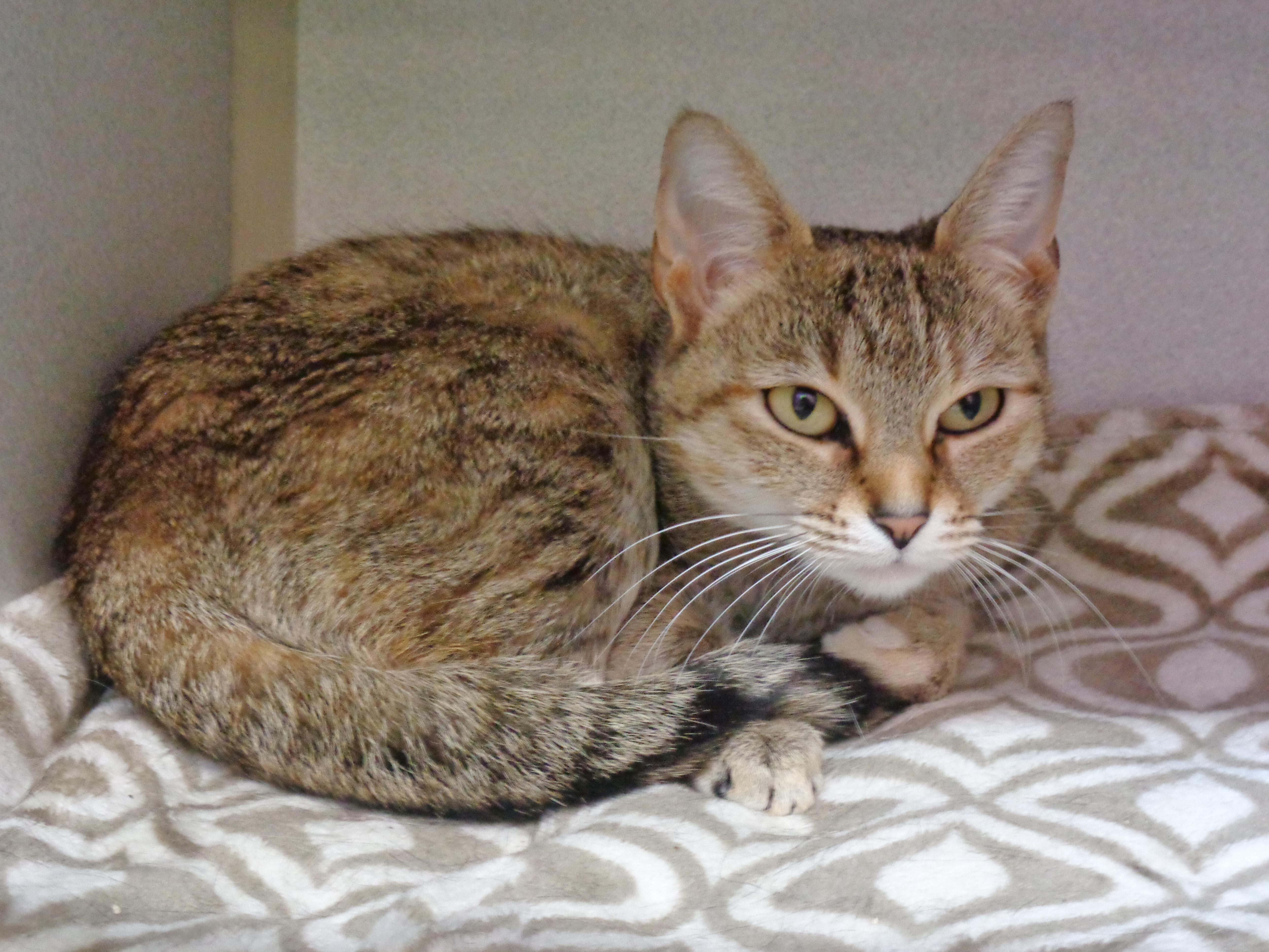 Enlarge LUCY LOU, a ADOPTABLE Tiger in Delhi, NY image 3/6