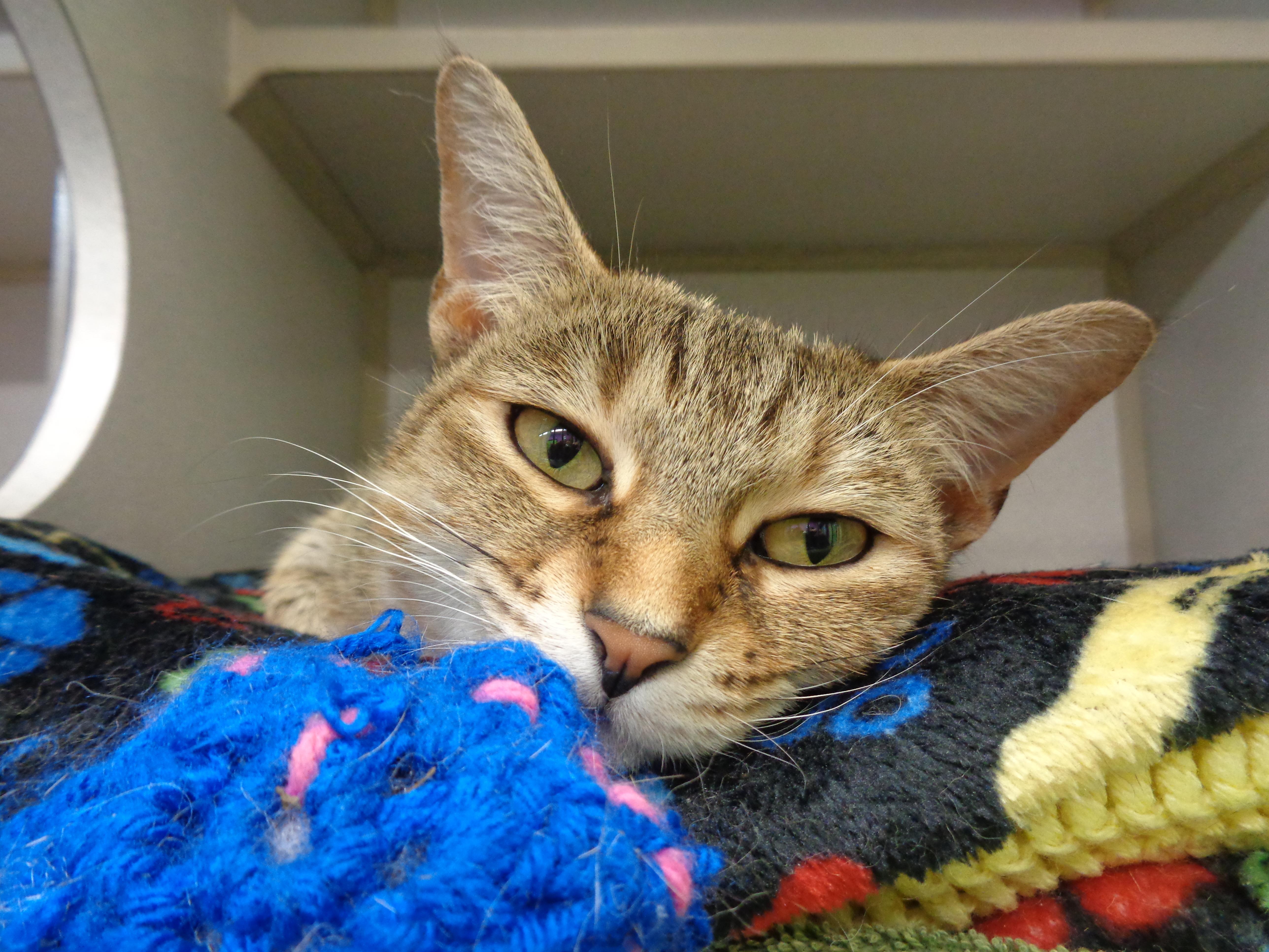 Enlarge LUCY LOU, a ADOPTABLE Tiger in Delhi, NY image 6/6