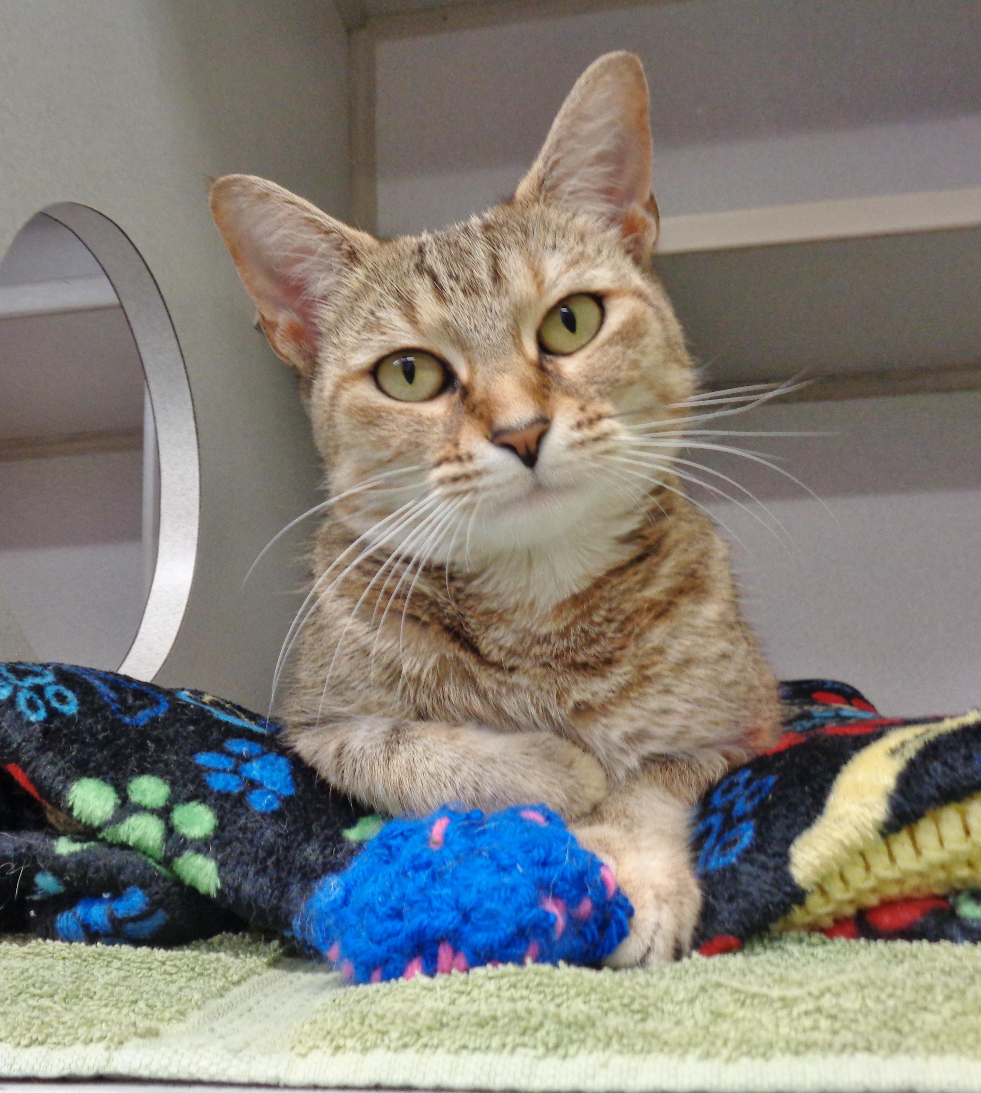 Enlarge LUCY LOU, a ADOPTABLE Tiger in Delhi, NY image 1/6