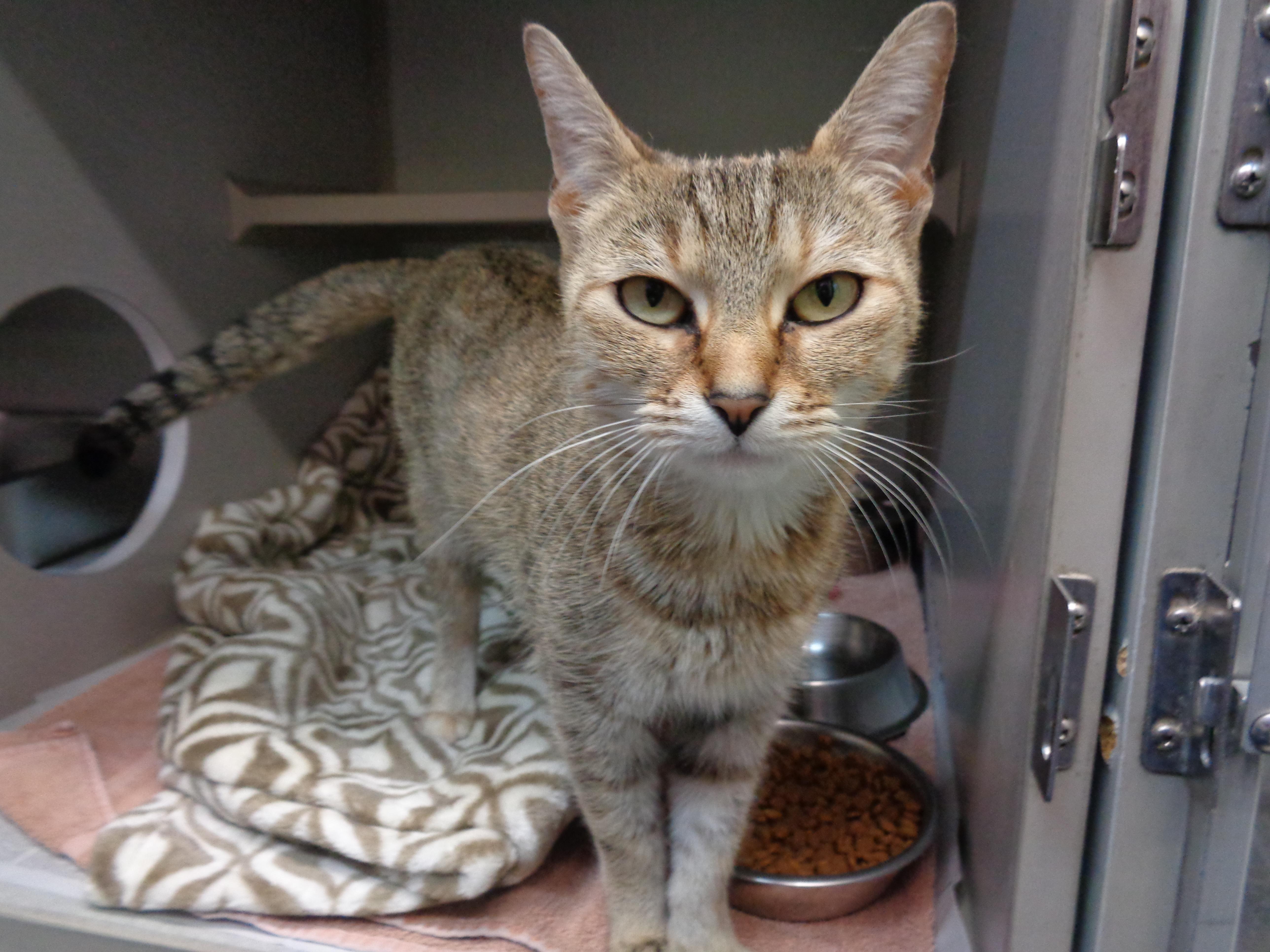Enlarge LUCY LOU, a ADOPTABLE Tiger in Delhi, NY image 4/6