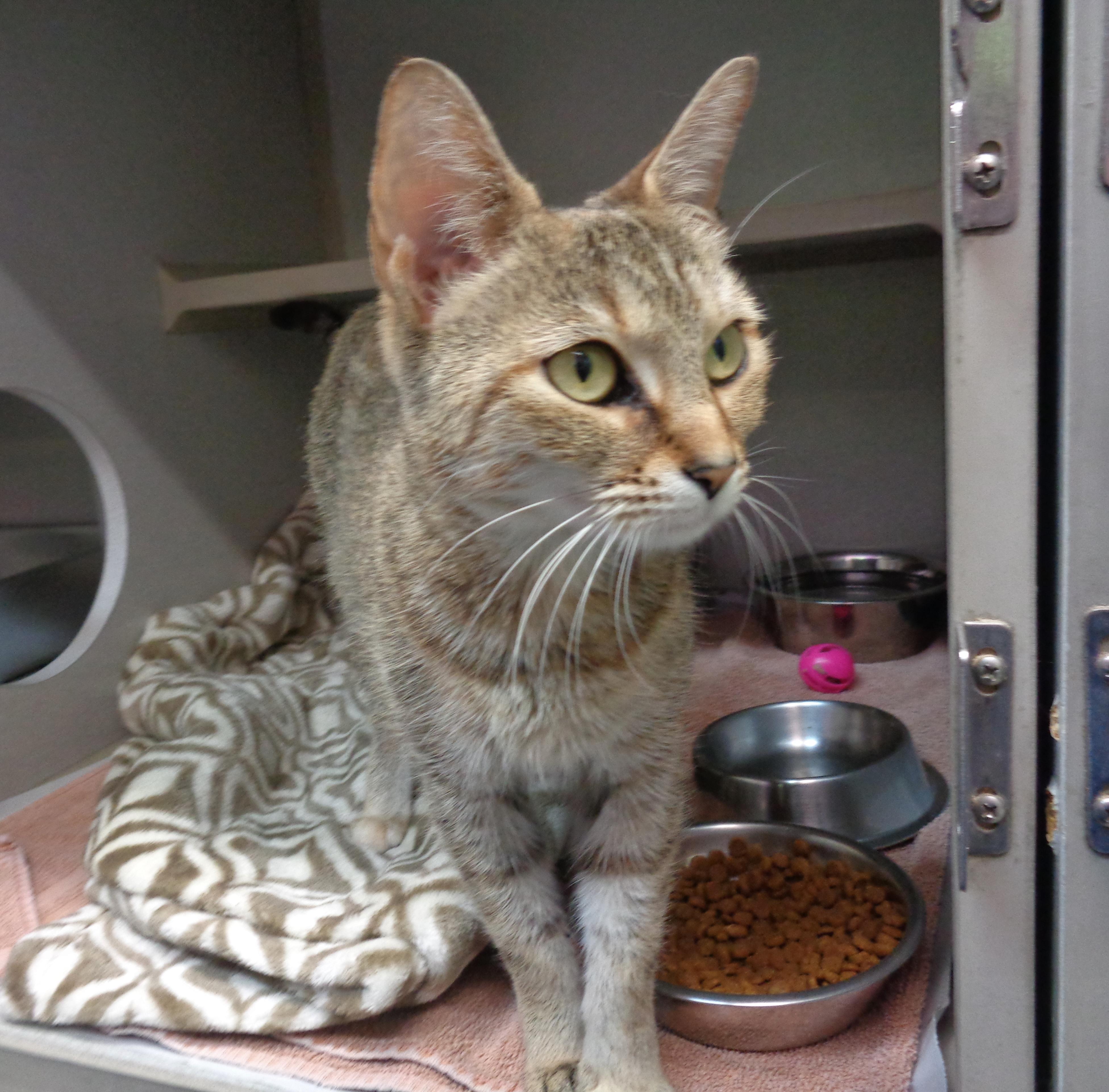 Enlarge LUCY LOU, a ADOPTABLE Tiger in Delhi, NY image 5/6
