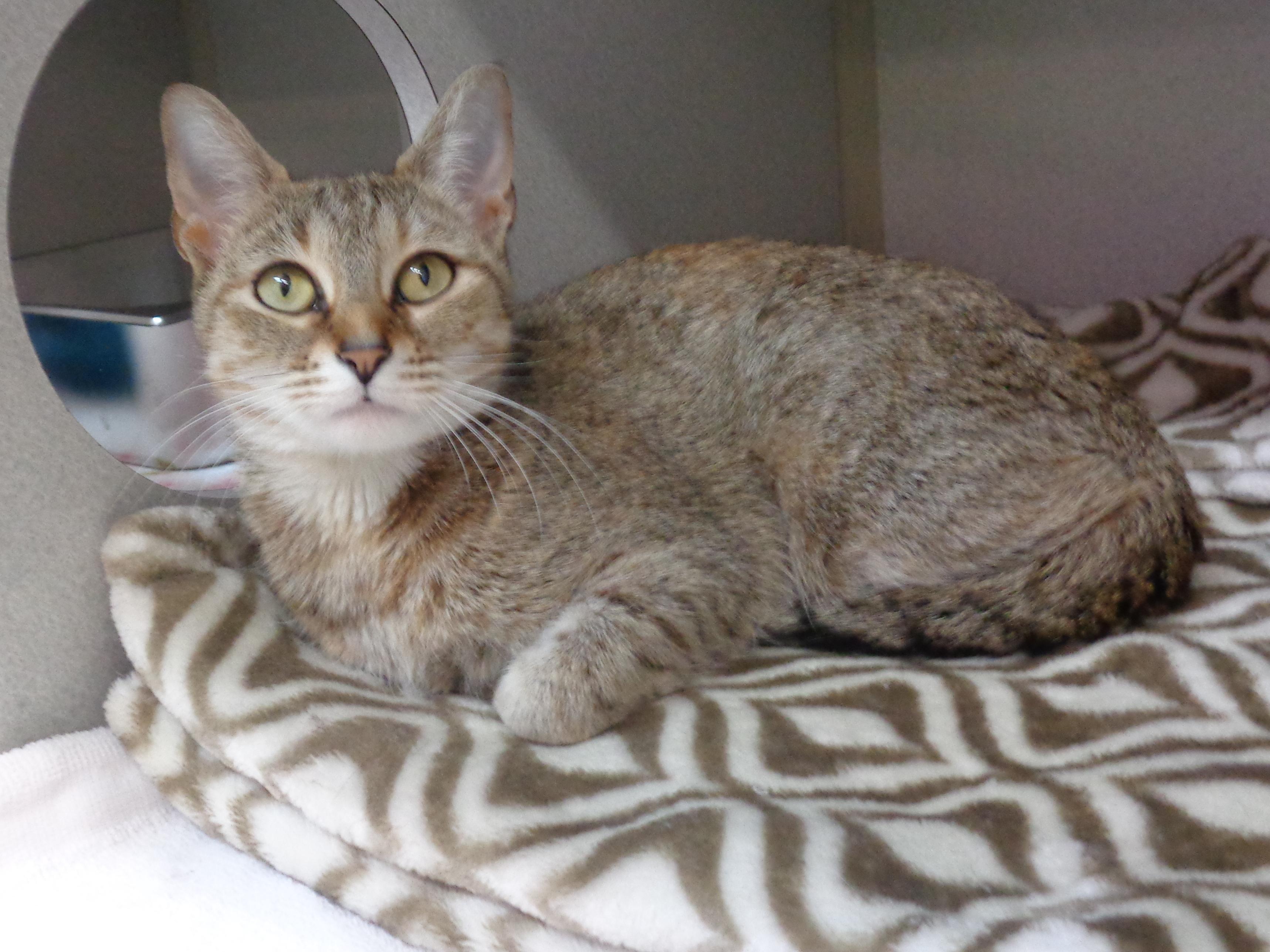 Enlarge LUCY LOU, a ADOPTABLE Tiger in Delhi, NY image 2/6
